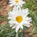 Kokopelli Bio Margriet 