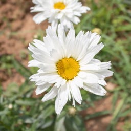 Kokopelli Margherita Bio - Crazy Daisy