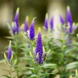 Kokopelli Veronica Bio - Blue