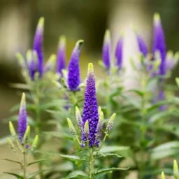 Kokopelli Veronica Bio - Blue