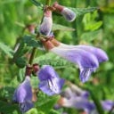 Kokopelli Bio Virginische Helmkruid (Scutellaria)