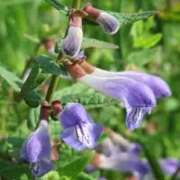 Kokopelli Scutellaria Virginiana Bio