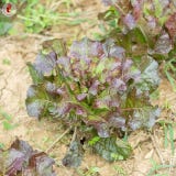 Organic Romaine Lettuce &lsquo;Chicon de Vend&eacute;e&rsquo;