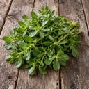 Kokopelli Bio Groene Postelein ‘Tall Green’