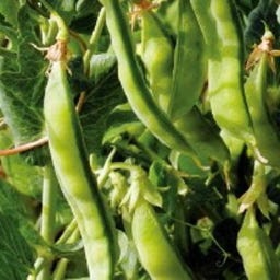 Kokopelli Pisello Bio - Norli