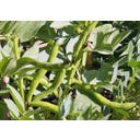 Kokopelli Bio Tuinboon 'Aquadulce'