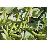 Kokopelli Fava Bio - Aquadulce