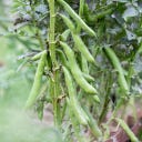 Kokopelli Bio Tuinboon 'Witkiem'