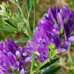 Kokopelli Erba Medica Bio