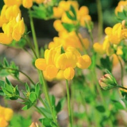 Kokopelli Ginestrino Bio