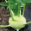 Kokopelli Bio Koolrabi 'Trero'