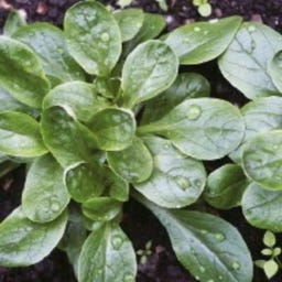 Kokopelli Valerianella Bio - d'Étampes