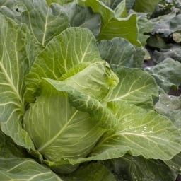 Cavolo Cappuccio Bianco Bio - Cœur de Bœuf des Vertus