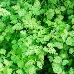 Kokopelli Cerfoglio Bio
