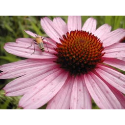 Kokopelli Echinacea del Tennessee Bio