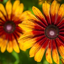 Kokopelli Rudbeckia Bio - Cappuccino