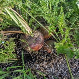 Kokopelli Carota Bio - De Guerande