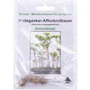 TROPICA Bonsaï « Baobab de Madagascar »
