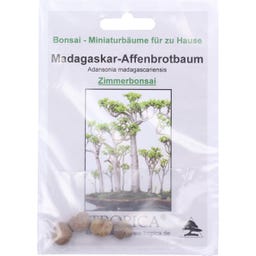 TROPICA Bonsaï « Baobab de Madagascar »