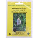 TROPICA Akebia de Cinco Hojas