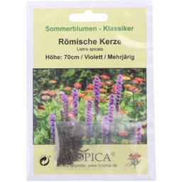 TROPICA Romersk Fackla Prachtscharte