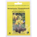 TROPICA Winterharter Pfauenstrauch