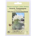 TROPICA Herbe de la Pampa Américaine
