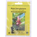 TROPICA Rosa Zwergbanane 