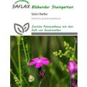 Saflax Steinnelke - 75 Korn