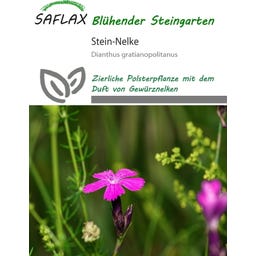 Saflax Steinnelke - 75 Korn