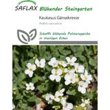 Saflax Kaukasus G&auml;nsekresse