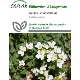 Saflax Kaukasus Gänsekresse - 200 Korn
