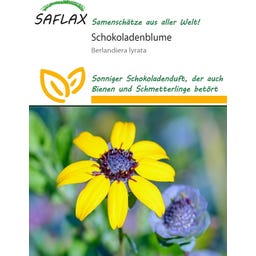 Saflax Schokoladenblume - 10 Korn