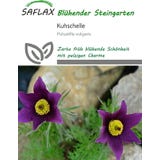 Saflax Kuhschelle