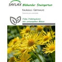 Saflax Kaukasus Gämswurz - 50 Korn
