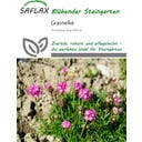 Saflax Grasnelke - 50 Korn