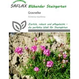 Saflax Grasnelke