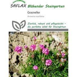 Saflax Grasnelke - 50 Korn
