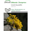 Saflax Scharfer Mauerpfeffer - 1.000 Korn