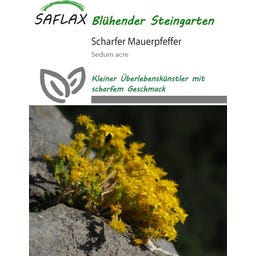 Saflax Scharfer Mauerpfeffer - 1.000 Korn