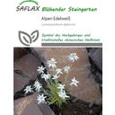 Saflax Alpen Edelweiß - 500 Korn
