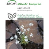 Saflax Alpen Edelweiss