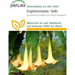 Saflax Engelstrompete gelb - 10 Korn