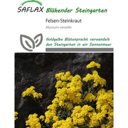 Saflax Felsen-Steinkraut - 200 Korn