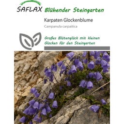 Saflax Karpaten Glockenblume - 1.000 Korn