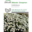 Saflax Schleifenblume - 20 Korn
