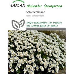 Saflax Schleifenblume - 20 Korn