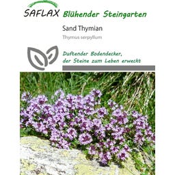 Saflax Sand Thymian - 550 Korn