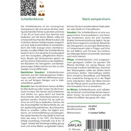 Saflax Schleifenblume - 20 Korn