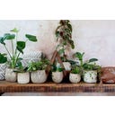 Chic Antique Blumentopf 